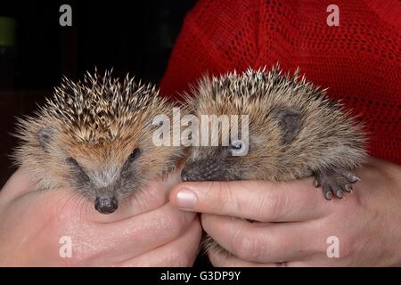 Deux jeunes orphelins Hérisson (Erinaceus europaeus) frères et sœurs tient à un centre de sauvetage des animaux sauvages, Cornwall, UK Banque D'Images