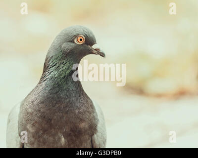 Portrait de Pigeon Banque D'Images