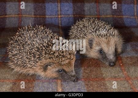 Deux jeunes orphelins Hérisson (Erinaceus europaeus) frères et sœurs sur un tapis à un centre de sauvetage des animaux sauvages, Cornwall, UK, octobre. Banque D'Images