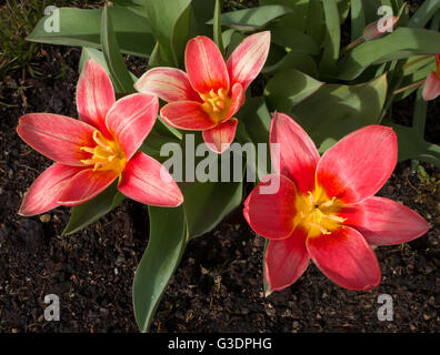 Trois fleurs de tulipes rouges dans un lit de fleur Banque D'Images