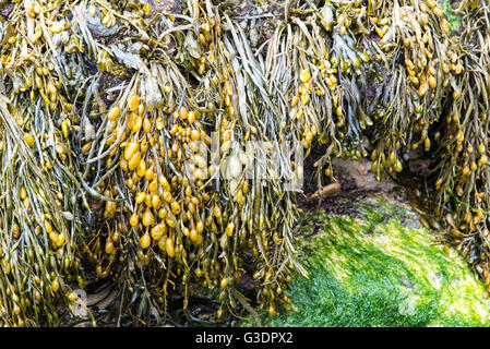 Des algues sur la plage de Rolvenden, Cornwall, UK Banque D'Images