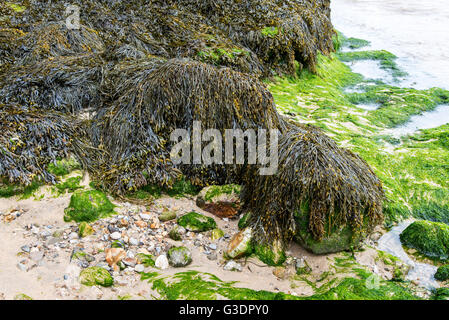 Des algues sur la plage de Rolvenden, Cornwall, UK Banque D'Images