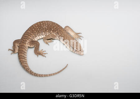 Moniteur de savane, Varanus exanthematicus ; originaire d'Afrique ; découpe avec fond blanc Banque D'Images