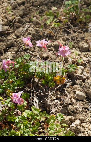 Geranium dalmaticum Banque D'Images