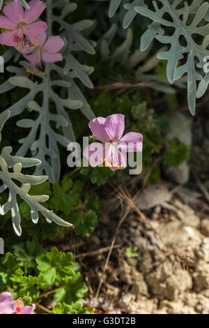 Geranium dalmaticum Banque D'Images