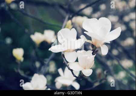 Fleurs de jasmin blanc sur un arbre dans le parc Banque D'Images