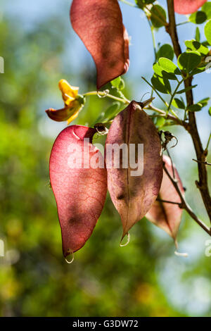 Colutea arborescens Banque D'Images