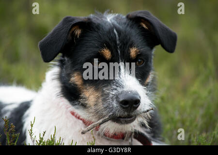 Portrait d'un Jack Russell Terrier (Canis lupus familiaris) Banque D'Images