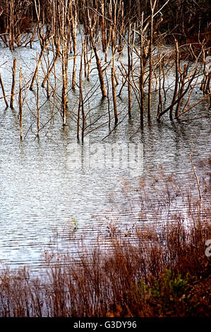 Arbres morts dans un lac Banque D'Images