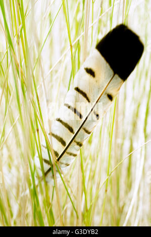 Feather coincé dans l'herbe haute Banque D'Images