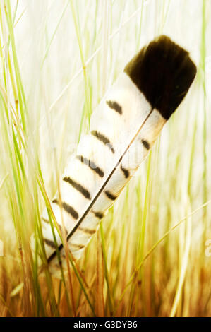 Feather coincé dans l'herbe haute Banque D'Images