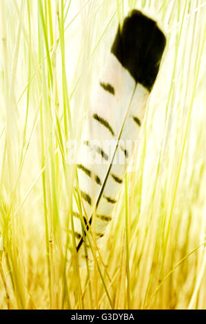 Feather coincé dans l'herbe haute Banque D'Images