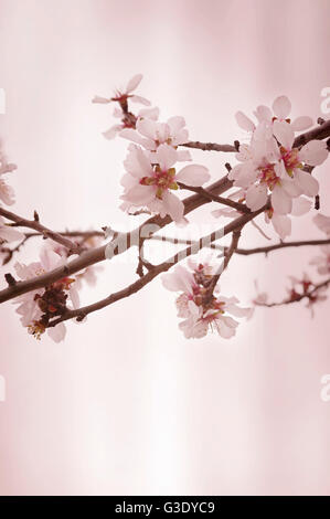 Fleurs d'amandier contre fond rose vif Banque D'Images