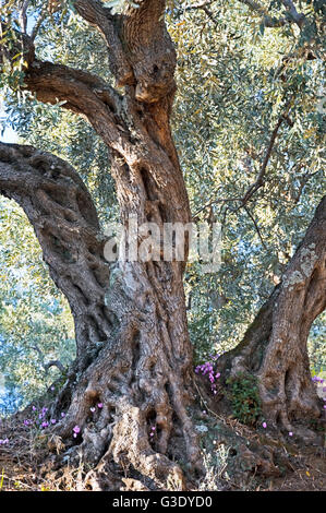 De olivier (Olea europaea) Banque D'Images