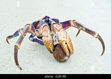 Le crabe de cocotier, Birgus latro, se nourrissant d'une noix de coco. L'île de Noël, de l'Australie. Banque D'Images