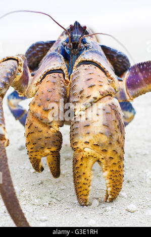 Le crabe de cocotier, Birgus latro. L'île de Noël, de l'Australie. Banque D'Images