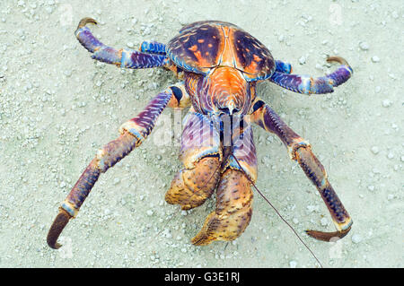 Le crabe de cocotier, Birgus latro. L'île de Noël, de l'Australie. Banque D'Images