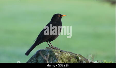 Eurasian blackbird perché sur un rocher Banque D'Images