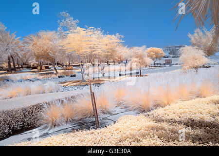 Image infrarouge de arbres et arbustes dans un parc en fausses couleurs Banque D'Images