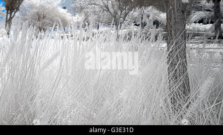 Image infrarouge de arbres et arbustes dans un parc en fausses couleurs Banque D'Images