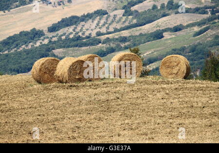 Bottes de foin dans la campagne Banque D'Images