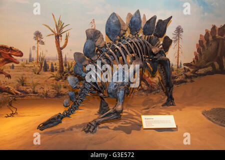À l'affiche de dinosaures Royal Tyrell Museum of Paleontology ; Drumheller, Alberta, Canada Banque D'Images