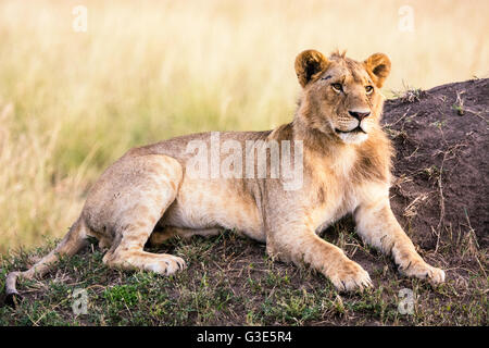 Young male Lion, avec l'amorce d'une crinière, couchée, Panthera leo, Masai Mara National Reserve, Kenya, Africa Banque D'Images