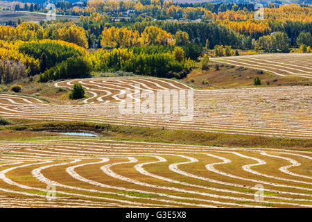 Collines de récolte à motifs intéressants lignes de grain de la coupe reflétant la lumière du soleil aux couleurs de l'automne dans les arbres en arrière-plan Banque D'Images