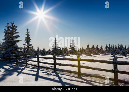 Une silhouette journal en bois clôture dans un champ couvert de neige avec la neige a couvert les arbres à feuilles persistantes d'un soleil éclaté et blue sky ; Calgary, Alberta, Canada Banque D'Images