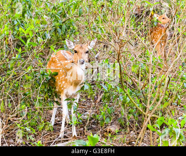 Spotted deer, Chitel, le parc national de Ranthambore, en Inde Banque D'Images