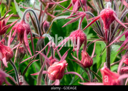 Fleur de fumée des Prairies, Geum triflorum Banque D'Images