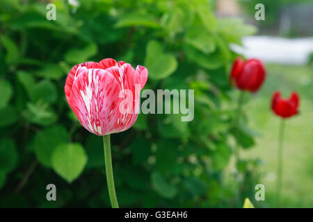 Libre de nice tulipe rouge contre vert feuilles background Banque D'Images