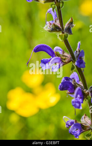 Belle salvia pratensis fleurs Banque D'Images