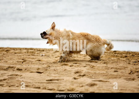 Golden retriever se secouant sur la plage Banque D'Images