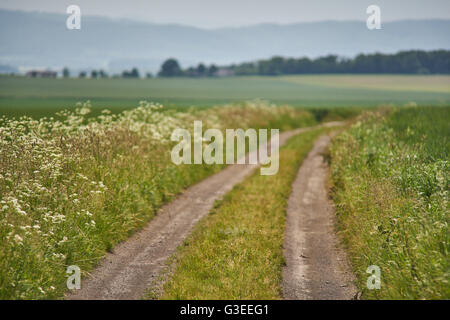 Route sale entre les champs de blé en germination avec blue cloudy sky plus basse Silésie Pologne Banque D'Images