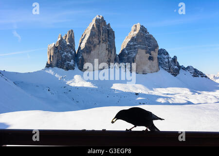 Drei Zinnen, Tre Cime, Alpine chough (Pyrrhocorax graculus) sur la rambarde du Tre Cime hut, Italie, Bolzano (Tyrol du Sud), T Banque D'Images