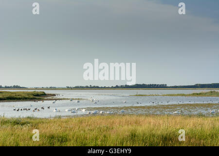 Lake Lange Lacke : cygnes tuberculés , Canards et oies gris, l'Autriche, Burgenland, le parc national de Neusiedler See-Seewinkel, Apetlon Banque D'Images