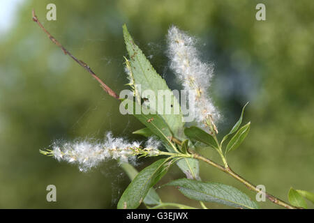 Saule - Salix fragilis crack Banque D'Images