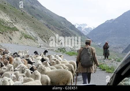 L'homme des troupeaux de chèvres et de moutons le long de la route, près de Darcha Bridge, Manali - Leh Road, Himachal Pradesh, Inde, Banque D'Images