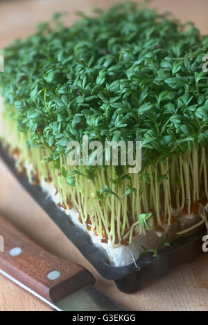 Dans Gartenkresse-Keimlinge Anzuchtschale. Le cresson alénois semis, cultivé dans un contenant en plastique Banque D'Images