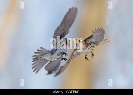 Sizerin flammé (Carduelis flammea) en hiver à des combats d'alimentation Banque D'Images