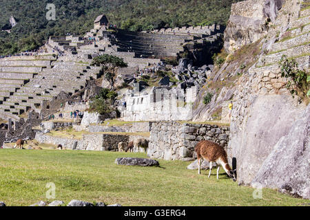 Machu Pichu pendant Banque D'Images