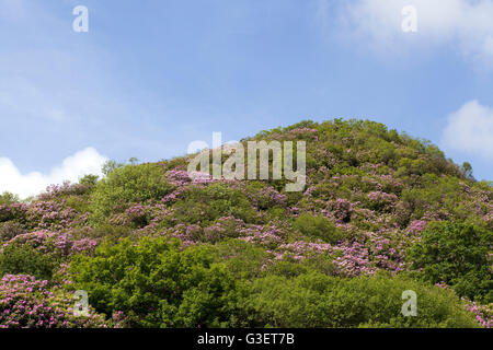 Colline couverte de buissons de Rhododendron rose Banque D'Images