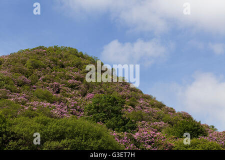 Colline couverte de buissons de Rhododendron rose Banque D'Images