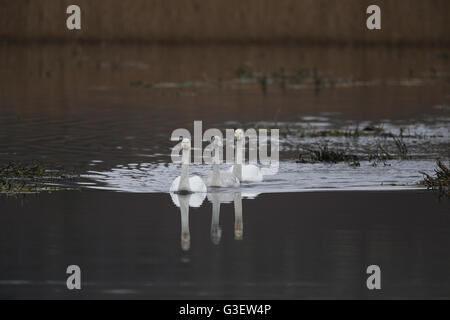 , Cygne chanteur Cygnus cygnus, parents de natation avec cygnet Banque D'Images