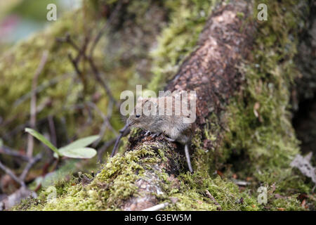 Campagnol roussâtre, Myodes (Clethrionomys glareolus) au-dessus du sol de nourriture Banque D'Images