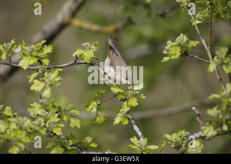 Willow Warbler Phylloscopus trochilus, nourrir, à Hawthorn Bush Banque D'Images