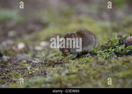 Campagnol roussâtre (Clethrionomys), Myodes glareolus, manger acorn Banque D'Images