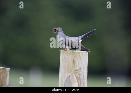 Cuculus canorus Common Cuckoo, jardin, avec Tiger proies Caterpillar Banque D'Images