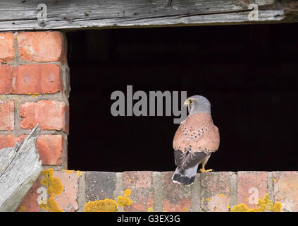 Homme sauvage crécerelle (Falco tinnunculus) perché à l'entrée de la grange rustique, Warwickshire Banque D'Images